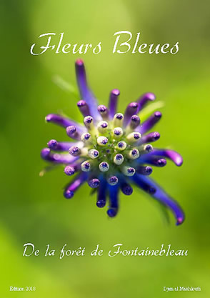 Guide des Fleurs bleues sauvages de la forêt de Fontainebleau