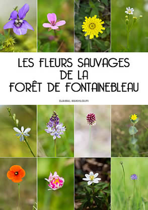 154 espèces de fleurs sauvages de la forêt de Fontainebleau