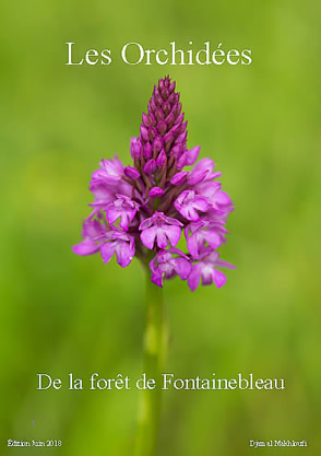 Guide des Orchidées sauvages de la forêt de Fontainebleau