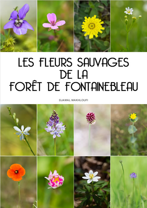 Fleurs sauvages de la forêt de Fontainebleau - eBook