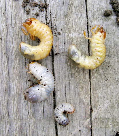 Différences des larves de cétoines dorées et hanneton - Isabelle Diana
