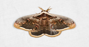 Grand paon de nuit (Saturnia pyri) - Plus grand papillon d'Europe