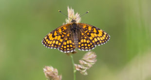 Mélitée du mélampyre (Melitaea athalia) - Papillon de jour de Fontainebleau