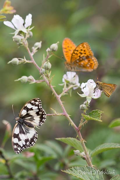 Papillons des ronciers - Insectes sur fleurs de ronce