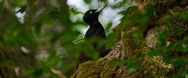 Pic noir (Dryocopus martius)