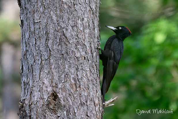 Pic noir (Dryocopus martius) femelle