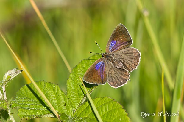 Thècle du chêne femelle (Neozephyrus quercus) - Papillon de la foêt de Fontainebleau