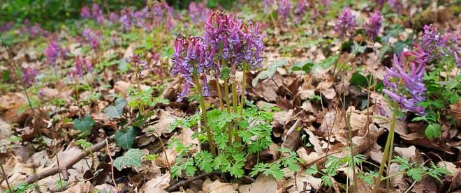 Corydale solide (Corydalis solida) - Fleur rare de la forêt de Fontainebleau