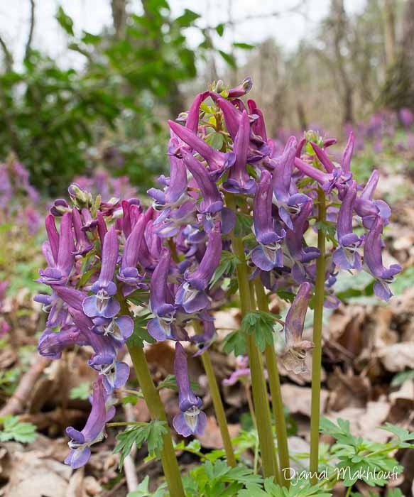 Corydale solide (Corydalis solida) - Fleur sauvage de la forêt de Fontainebleau