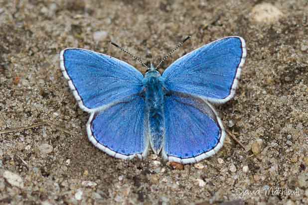 Argus bleu céleste mâle (Polyommatus bellargus) Bel-Argus
