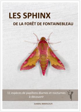 Guide des Sphinx Papillons de la forêt de Fontainebleau