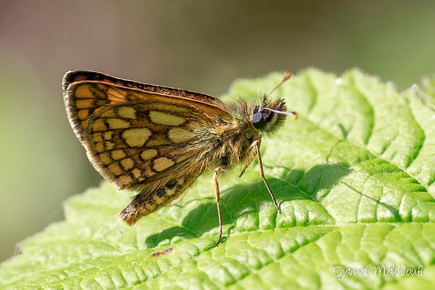 Papillon de la forêt - Hespérie du brome (Carterocephalus palaemon)