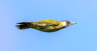 Pic vert mâle en vol (picus viridis)