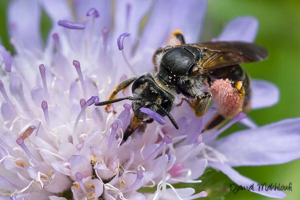 Andrène de la Scabieuse (Andrena hattorfiana)