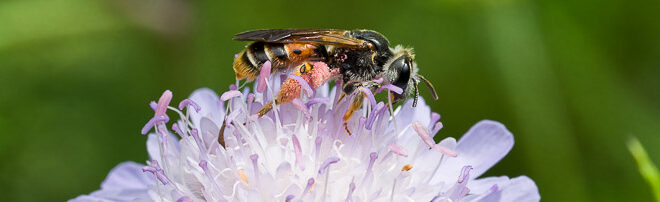 Andrène de la Scabieuse (Andrena hattorfiana)