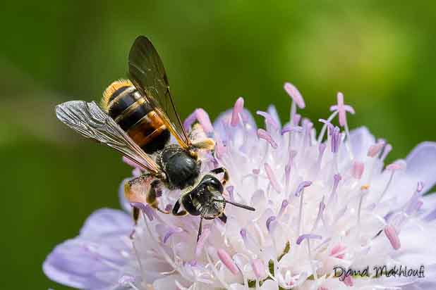 Andrène de la Scabieuse (Andrena hattorfiana) une abeille spécialisée