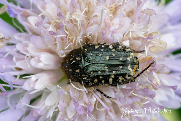 Cétoine grise (Oxythyrea funesta)