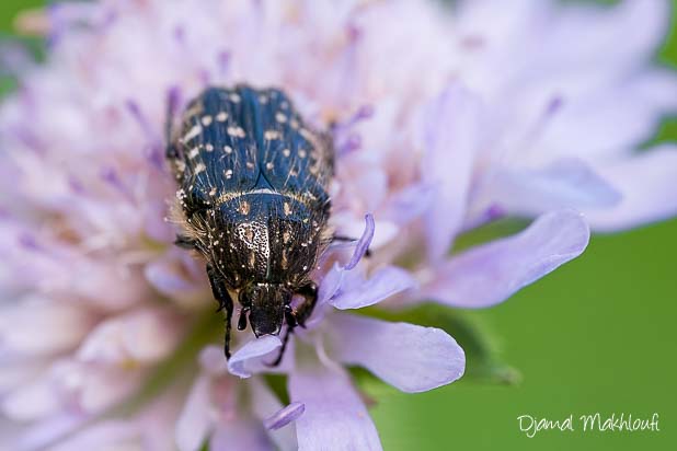 Cétoine grise (Oxythyrea funesta)