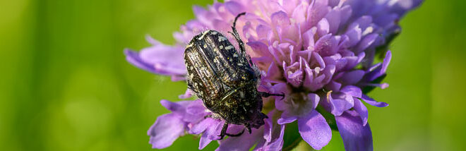 Cétoine grise (Oxythyrea funesta)