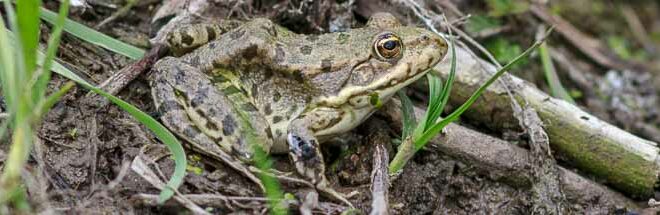 Grenouille rieuse (Pelophylax ridibundus)