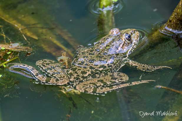 Grenouille rieuse (Pelophylax ridibundus) une grande Ranidae