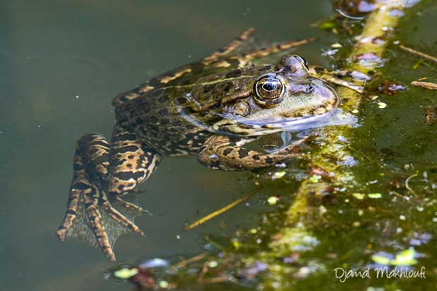 Grenouille rieuse (Pelophylax ridibundus) une grande Ranidae