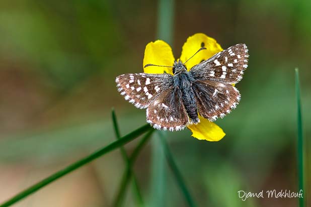 Hespérie de la mauve (Pyrgus malvae) - Hespérie de l'ormière