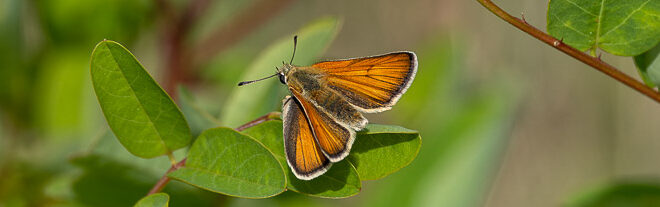 Hespérie du Dactyle (Thymelicus lineola)