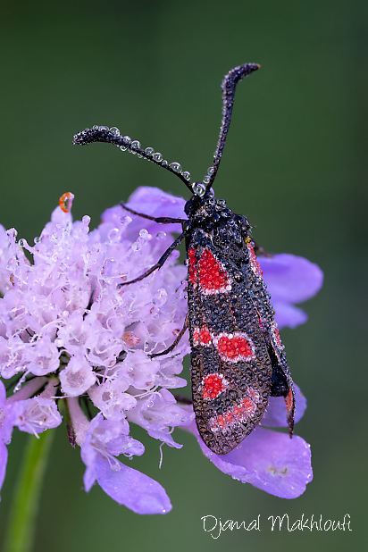 Zygène du sainfoin (Zygaena carniolica)