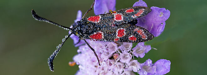 Zygène du sainfoin (Zygaena carniolica) - papillon de jour d'Ïle-de-France