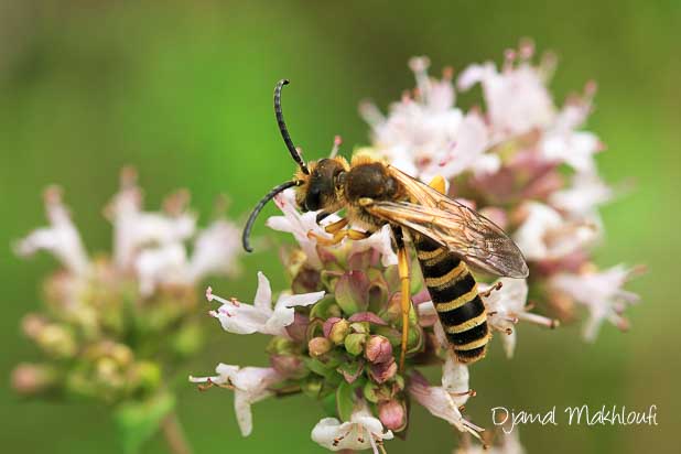 Halicte de la scabieuse mâle (Halictus scabiosae)