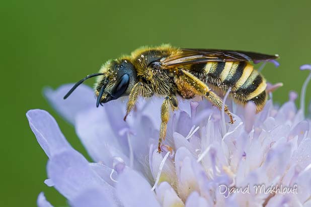 Halicte de la scabieuse femelle (Halictus scabiosae)