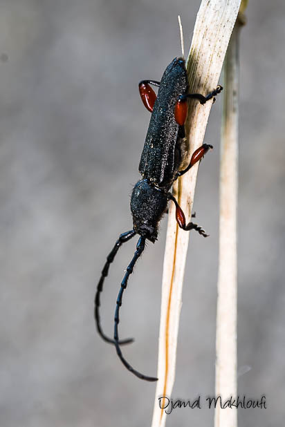 Ropalope à fémurs rouges (Ropalopus femoratus)