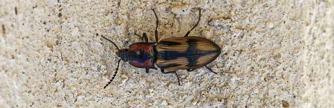 Taupin arlequin (Selatosomus cruciatus)