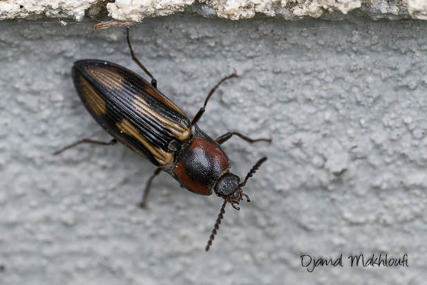 Taupin arlequin (Selatosomus cruciatus) - Coléoptère de la forêt de Fontainebleau