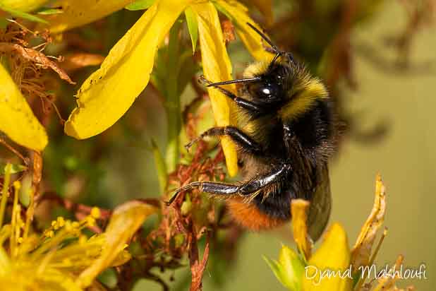 Bourdon des pierres mâle (Bombus lapidarius)