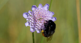 Bourdon des pierres femelle (Bombus lapidarius)