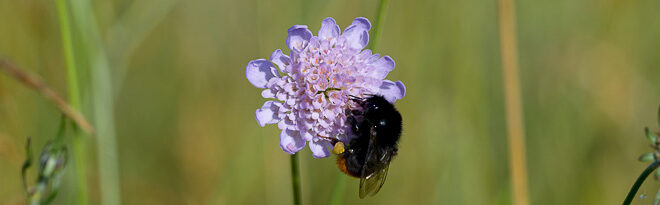 Bourdon des pierres femelle (Bombus lapidarius)