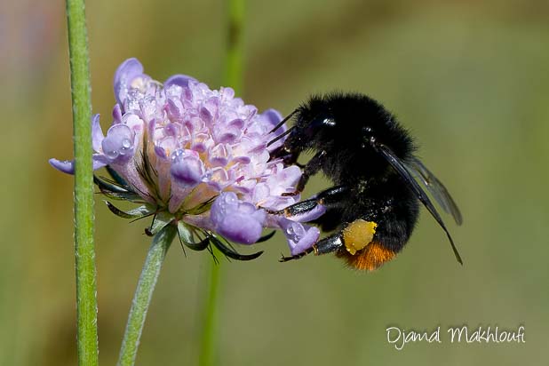 Bourdon des pierres femelle (Bombus lapidarius)