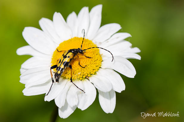 Lepture tacheté (Rutpela maculata) sur une marguerite