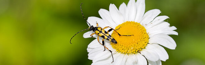 Lepture tacheté (Rutpela maculata) sur une marguerite