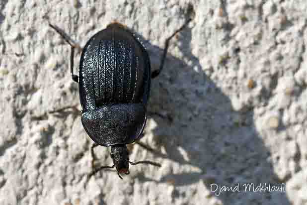 Petit silphe noir (Phosphuga atrata) - Silphe banal - Coléoptère de la forêt de Fontainebleau