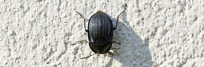 Petit silphe noir (Phosphuga atrata) - Silphe banal - Coléoptère de la forêt de Fontainebleau