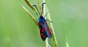 Zygène transalpine (Zygaena transalpina hippocrepidis)