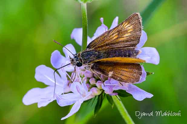 Hespérie du Chiendent femelle (Thymelicus acteon)