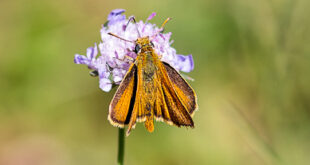 Hespérie du Chiendent (Thymelicus acteon)