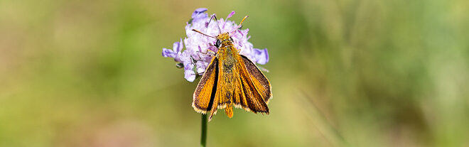 Hespérie du Chiendent (Thymelicus acteon)