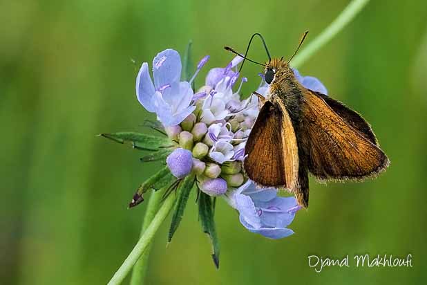 Hespérie du Chiendent mâle (Thymelicus acteon)