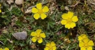 Potentille printanière - Fleurs jaunes sauvages