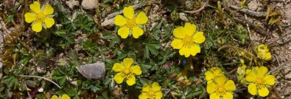 Potentille printanière - Fleurs jaunes sauvages